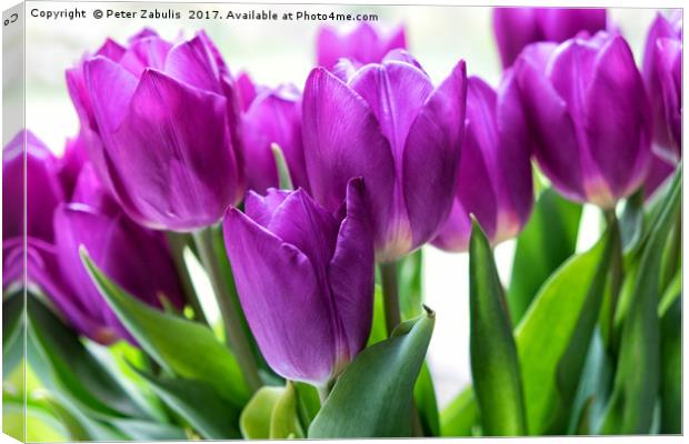 Purple Tulips Canvas Print by Peter Zabulis