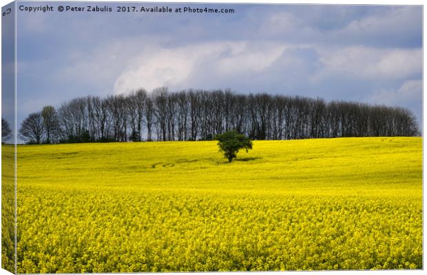 Field of Yellow Canvas Print by Peter Zabulis