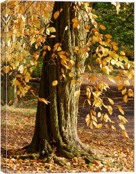 Autumn Leaves Canvas Print by Peter Zabulis