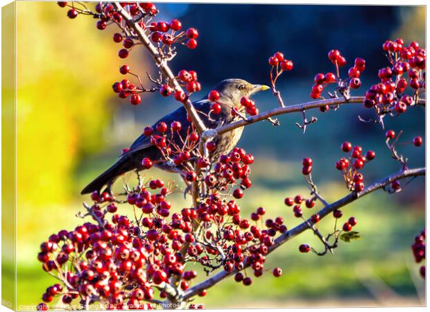 Autumn's Palette: Blackbird on Hawthorn Canvas Print by Peter Gaeng