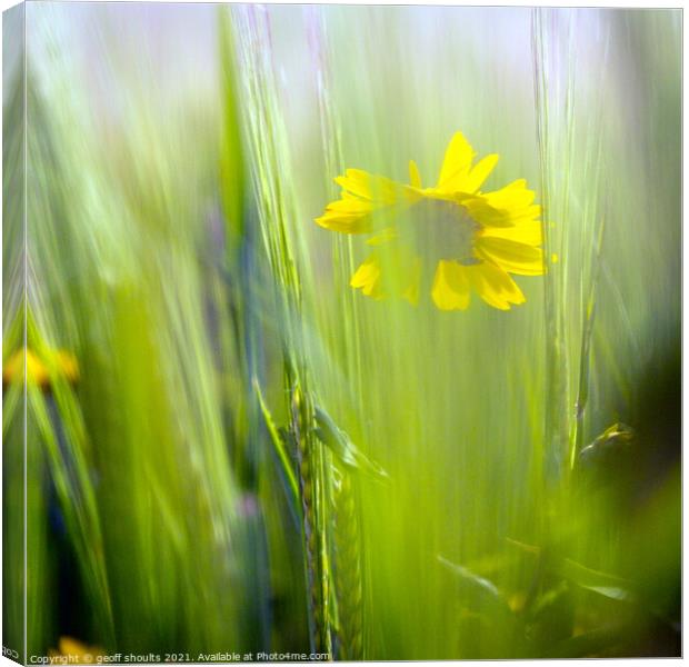 Corn Marigold in the wheat field Canvas Print by geoff shoults