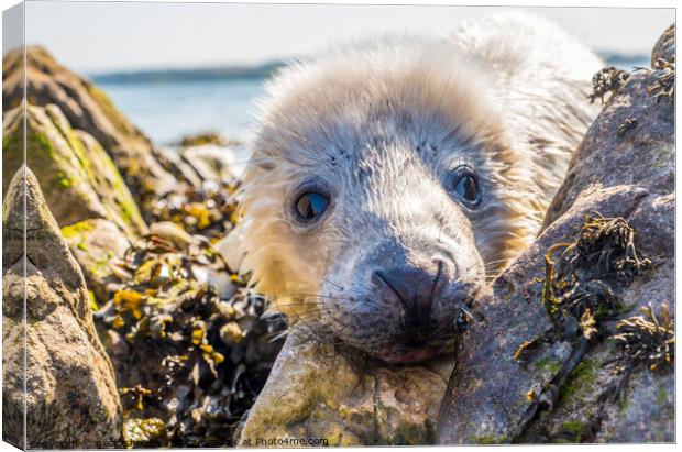 Atlantic Grey Seal pup Canvas Print by geoff shoults