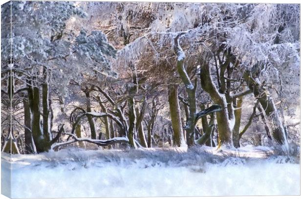 Peak District woodland in winter Canvas Print by geoff shoults