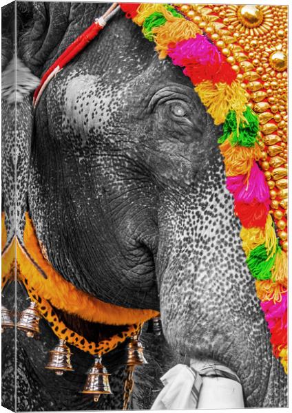 Elephant's eye, India Canvas Print by geoff shoults