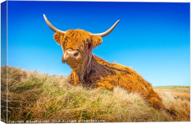 Highland Cow Canvas Print by geoff shoults