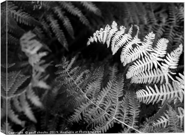 Ferns in summer rain Canvas Print by geoff shoults