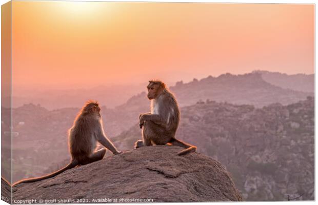 Temple monkeys, India  Canvas Print by geoff shoults