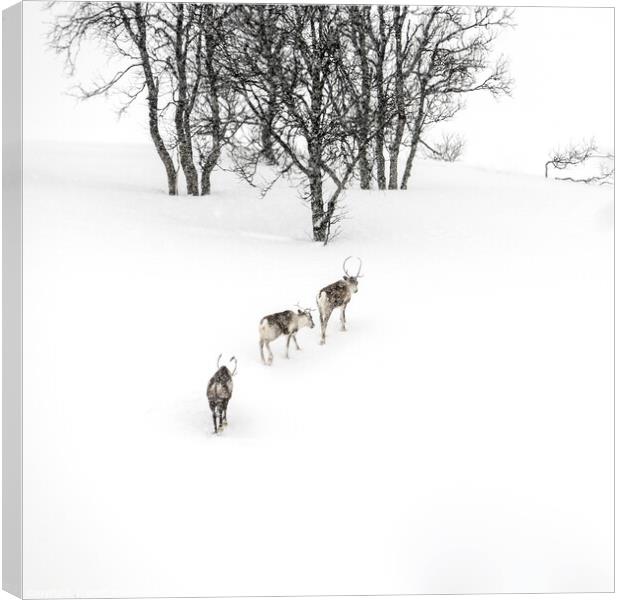 Reindeer in the Arctic Canvas Print by geoff shoults