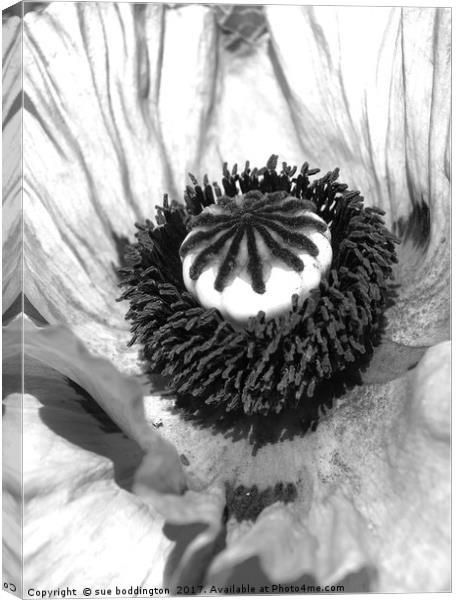 Black and white poppy Canvas Print by sue boddington
