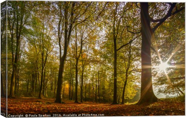Autumn Sunburst Blickling Great Wood. Canvas Print by Paula Sparkes