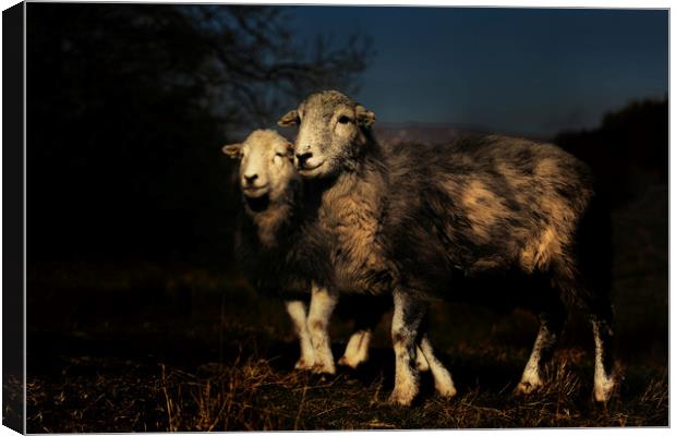 Cumbrian Herdwick Canvas Print by Paul Bullen