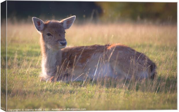 Baby Fawn at Knole, Sevenoaks Canvas Print by Danny Wallis