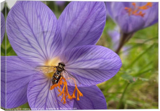 Hoverfly on Winter Crocus Canvas Print by Danny Wallis