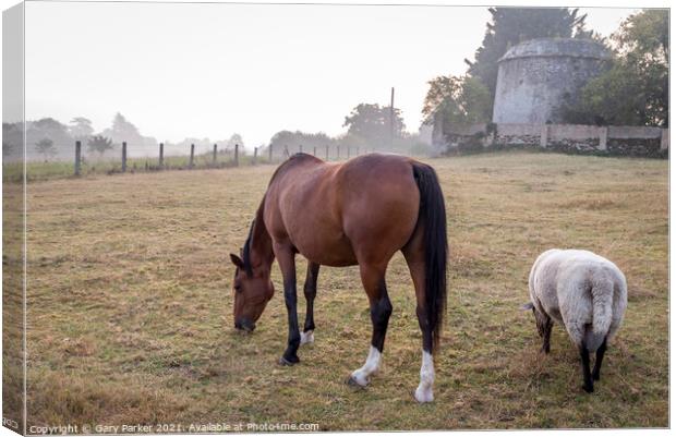 Horse and Sheep Grazing Canvas Print by Gary Parker
