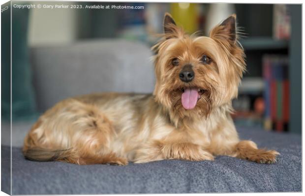 Yorkshire Terrier dog, full body	 Canvas Print by Gary Parker