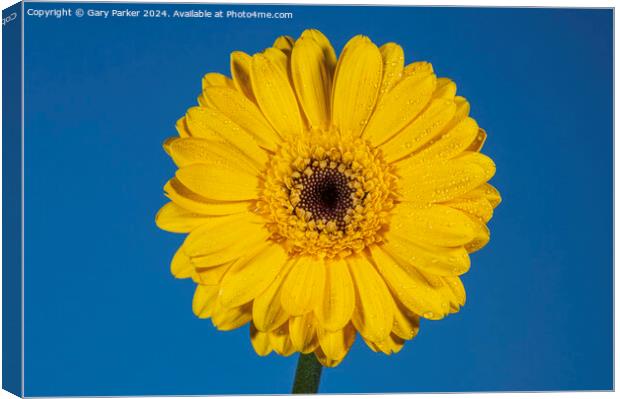 Yellow Daisy Canvas Print by Gary Parker