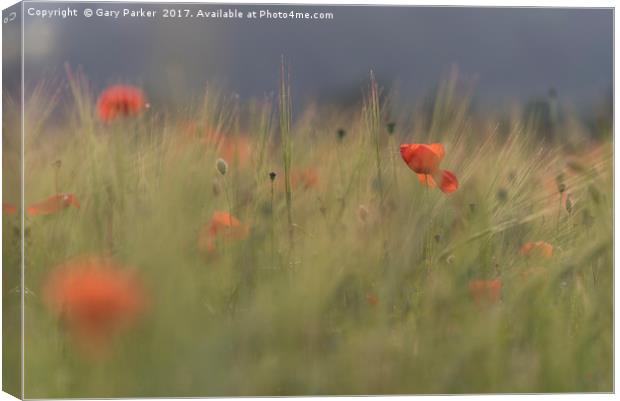 Red wild poppies in a green field  Canvas Print by Gary Parker
