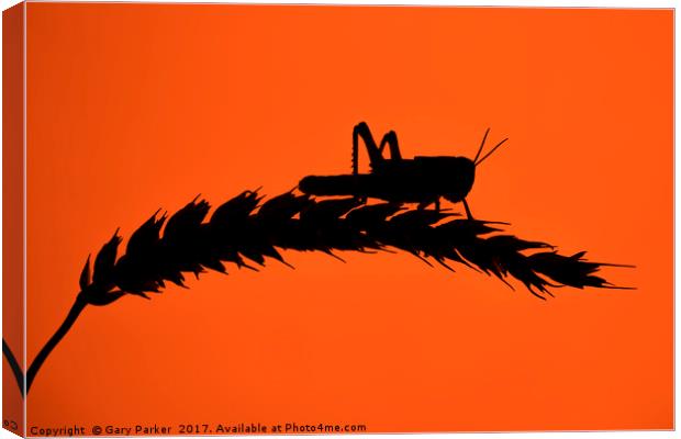 Desert Locust silhouetted against a red sun Canvas Print by Gary Parker