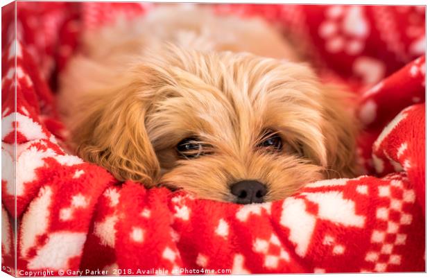 Cute Cavapoochon puppy, looking at the camera. Canvas Print by Gary Parker