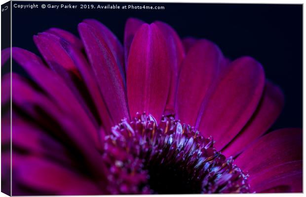 Close up of purple/red flower petals, back lit Canvas Print by Gary Parker