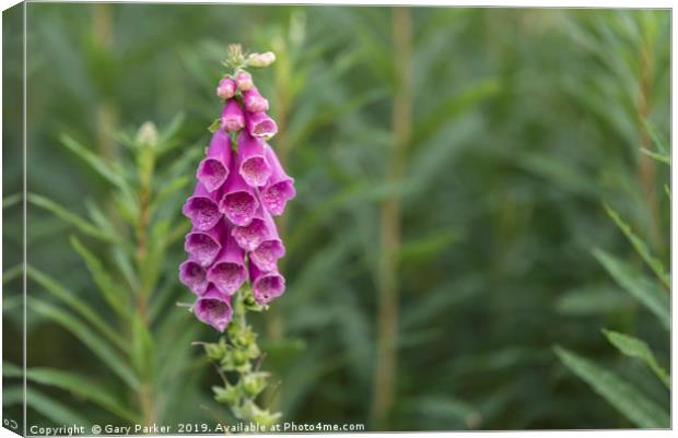 Foxglove flower in bloom, in its natural habitat Canvas Print by Gary Parker