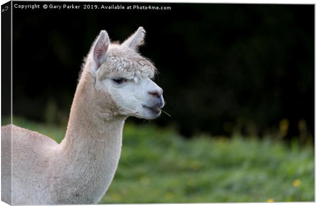 Close up of an Alpaca, chewing grass Canvas Print by Gary Parker