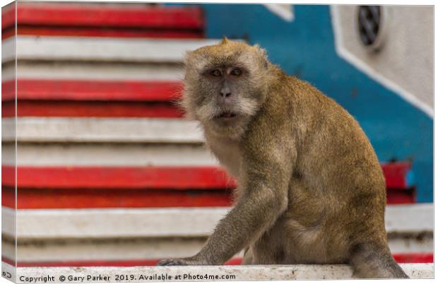 A Macaque monkey in Kuala Lumpur, Malaysia	  Canvas Print by Gary Parker