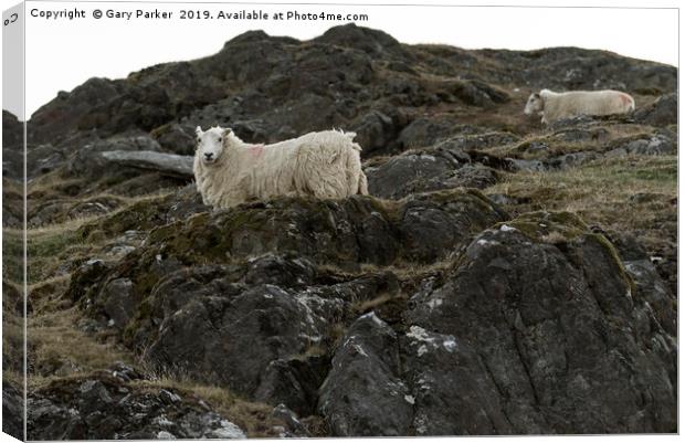 Sheep, grazing on a rocky mountainside, in Wales Canvas Print by Gary Parker