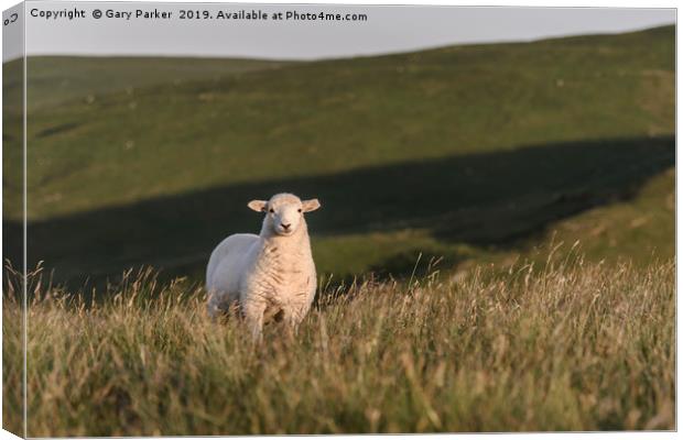 A single lamb, looking directly at the camera Canvas Print by Gary Parker