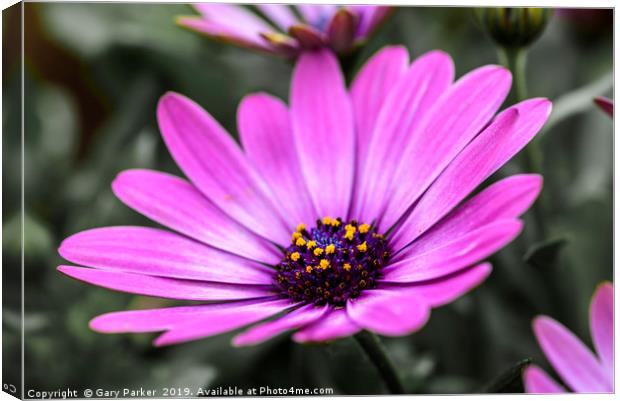 Purple flower, Osteospermum - Margarita Dark Pink Canvas Print by Gary Parker