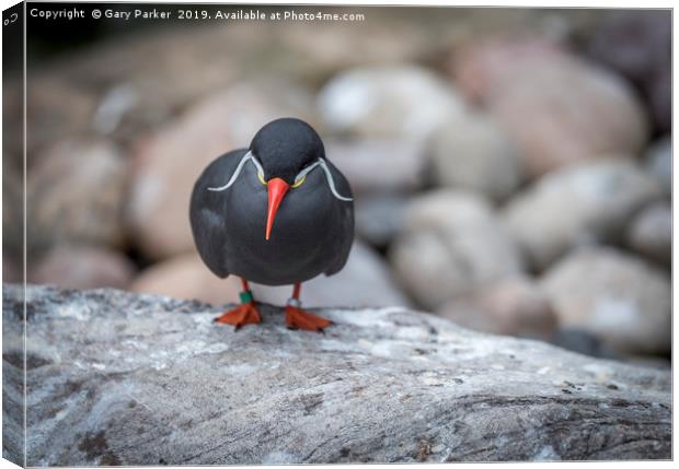 Inca Tern, perched on a rock	  Canvas Print by Gary Parker