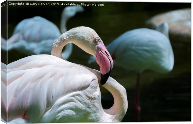 Flamingo, light pink in color Canvas Print by Gary Parker