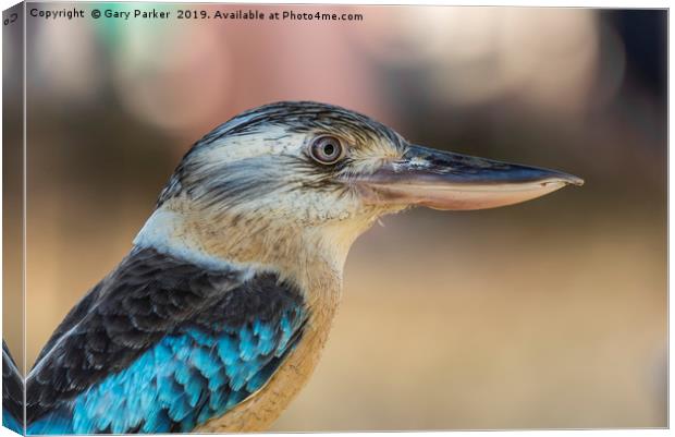 Blue winged Kookaburra Canvas Print by Gary Parker