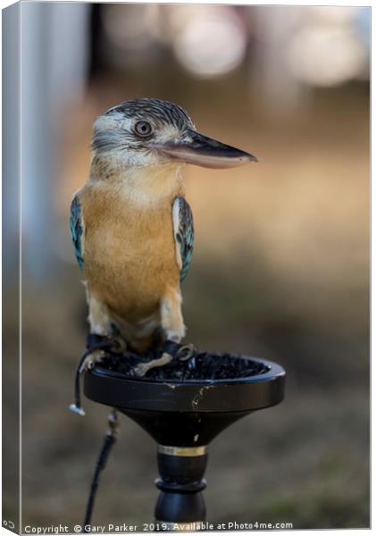 Blue winged Kookaburra Canvas Print by Gary Parker