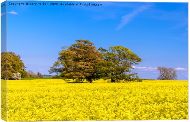 A large tree in a field of yellow rapeseed Canvas Print by Gary Parker