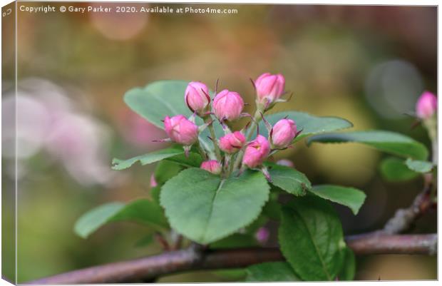 Beautiful pink Apple blossom, in bud Canvas Print by Gary Parker