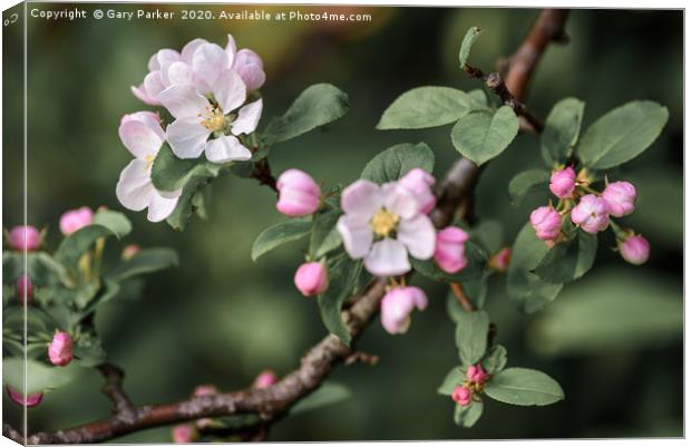 Beautiful, pink and white Apple blossom, in bloom  Canvas Print by Gary Parker