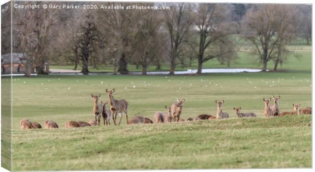 Group of Manchurian Sika Deer in Woburn Deer Park  Canvas Print by Gary Parker