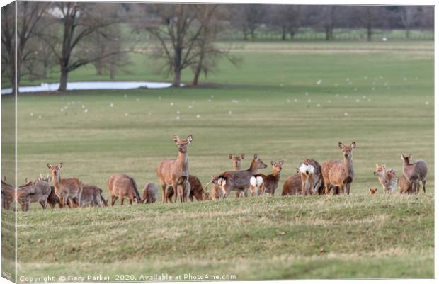 Group of Manchurian Sika Deer, in Woburn, England  Canvas Print by Gary Parker