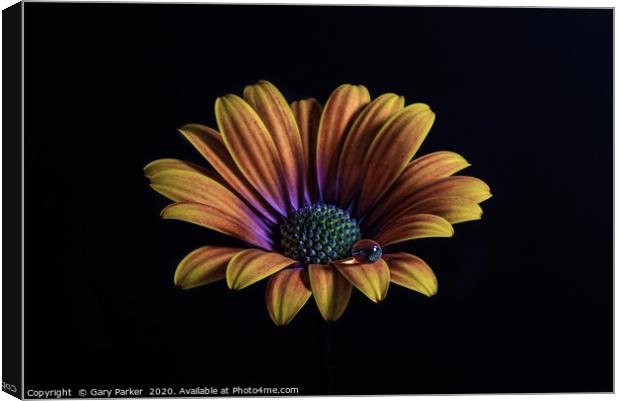 Close up of an Orange African Daisy  Canvas Print by Gary Parker
