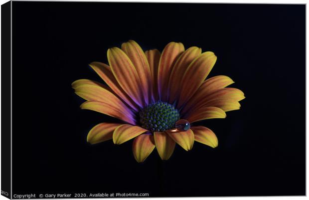 Close up of an Orange African Daisy  Canvas Print by Gary Parker