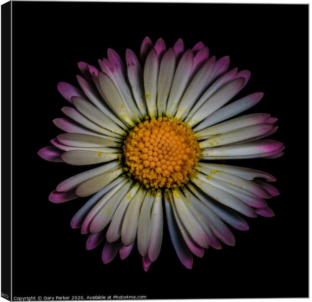 Daisy Canvas Print by Gary Parker