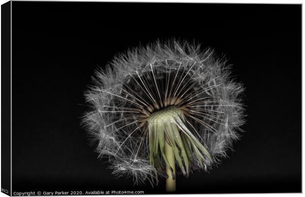 Dandelion head with multiple seeds, isolated against a black background	 Canvas Print by Gary Parker