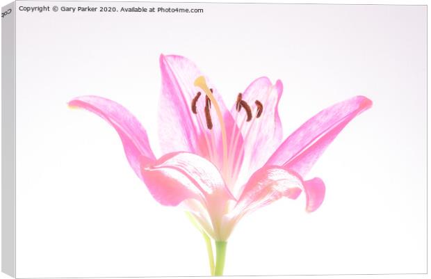 A single, pink Lilly, in blossom Canvas Print by Gary Parker