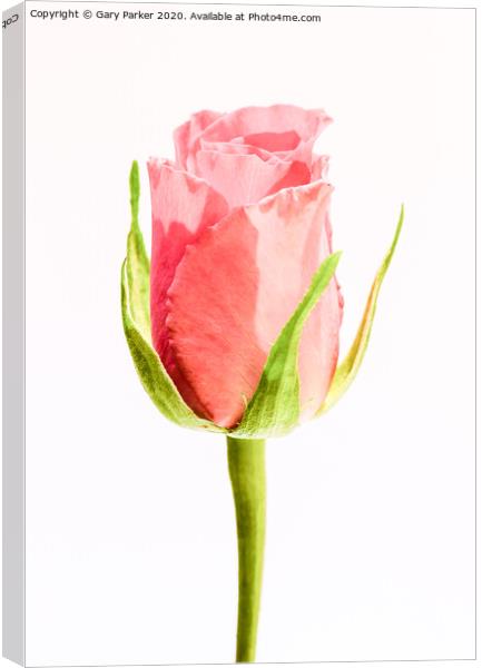 A single, pink Rose Canvas Print by Gary Parker