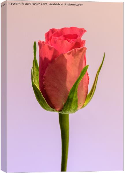 A single, pink Rose  Canvas Print by Gary Parker