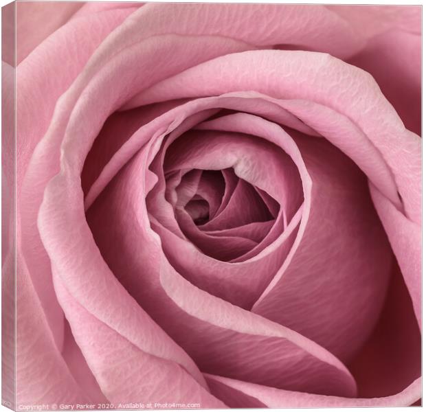 close up of pink rose	 Canvas Print by Gary Parker