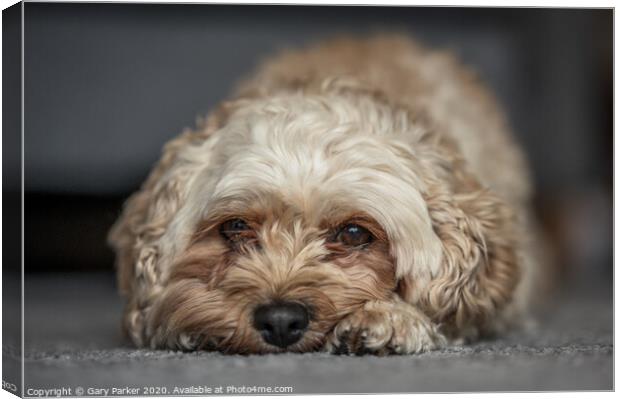 Cute Cavapoochon lying on the floor, looking directly towards the camera Canvas Print by Gary Parker