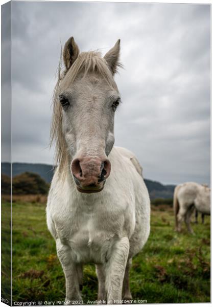 A single white, wild horse in the rural landscape of Wales. The autumn day is cloudy	 Canvas Print by Gary Parker