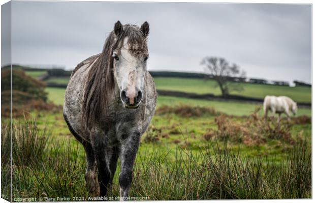 A wild horse, grey colour, looking at the camera, on a cloudy autumn day in Wales	 Canvas Print by Gary Parker